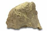 Dinosaur Bone Section - Wyoming #280336-1